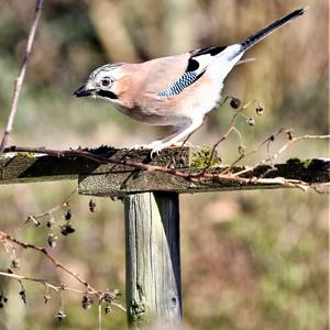 Eurasian Jay