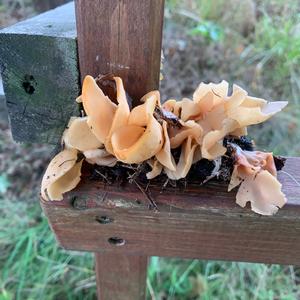 Lemon Peel Fungus