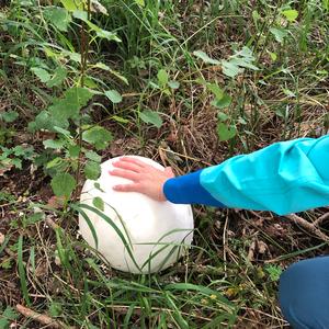 Giant Puffball