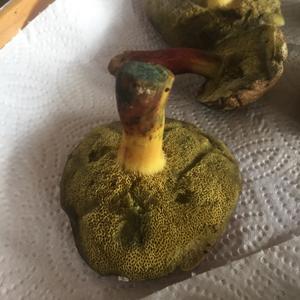Unbekannte Art