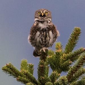 Eurasian Pygmy-owl