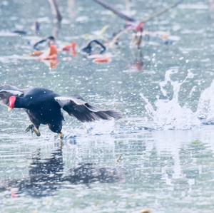 Common Moorhen