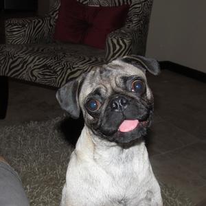 Pug