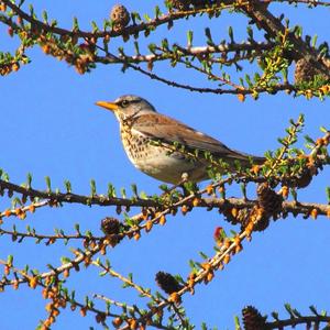 Fieldfare