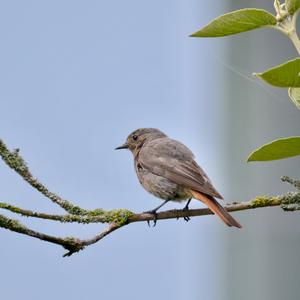 Black Redstart