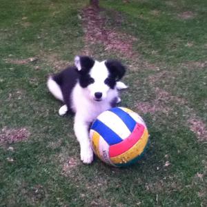 Border Collie