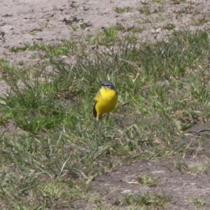 Yellow Wagtail