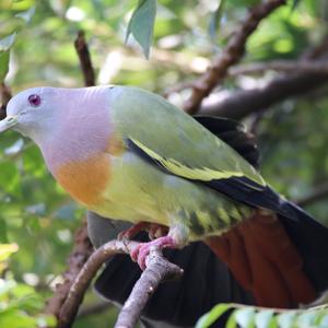 Pink-necked Green-pigeon