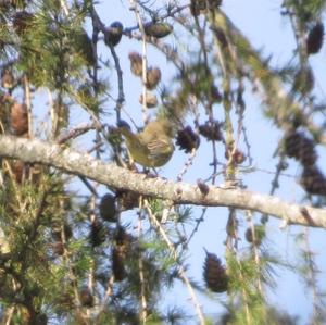 European Greenfinch