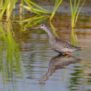 Dunkler Wasserläufer