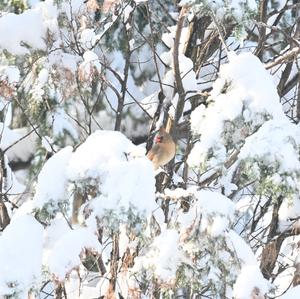 Pyrrhuloxia