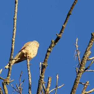 Common Kestrel