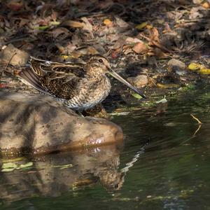 Common Snipe