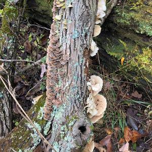 Oyster Mushroom