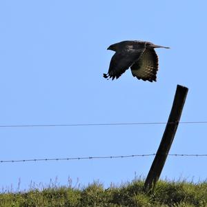 Mäusebussard