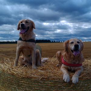 Retriever (Golden)