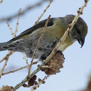 Red Crossbill