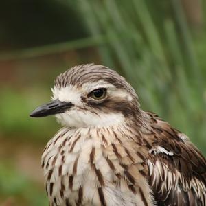 Bush Thick-knee