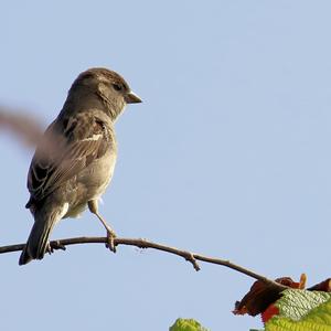 Eurasian Tree Sparrow