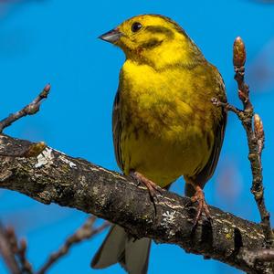 Yellowhammer