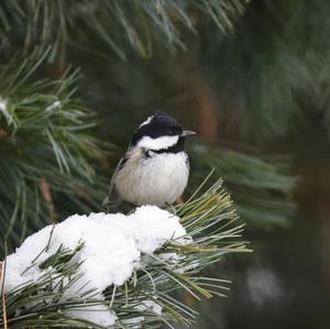 Coal Tit