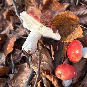 Emetic Russula