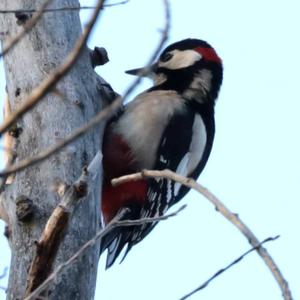 Great Spotted Woodpecker