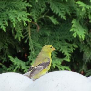 American Goldfinch