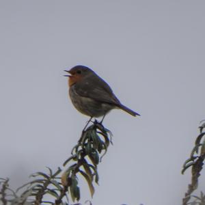 European Robin