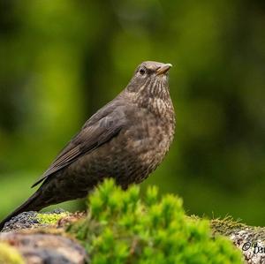 Eurasian Blackbird