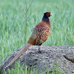 Common Pheasant