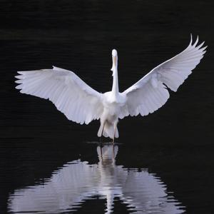 Great Egret