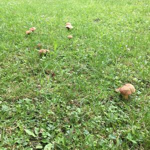 Lurid Bolete