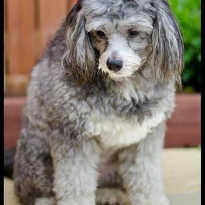 Unknown Breed