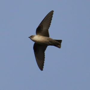 Eurasian Crag-martin