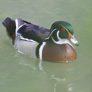 Wood Duck