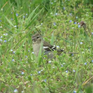Eurasian Chaffinch