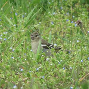 Eurasian Chaffinch