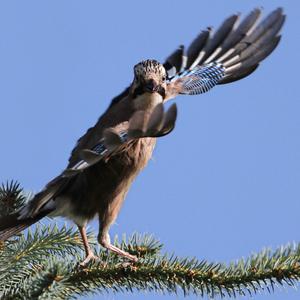 Eurasian Jay