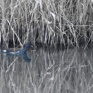 Common Moorhen