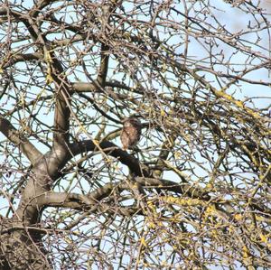 Little Owl