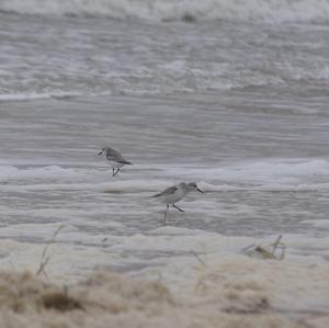 Dunlin