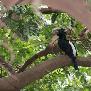 Black-and-white-casqued Hornbill