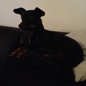 Miniature Pinscher