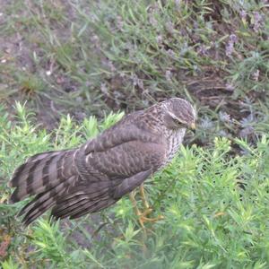 Eurasian Sparrowhawk