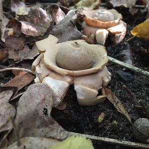 Collared Earthstar