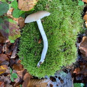 Tufted Collybia