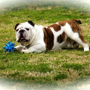 Englische Bulldogge