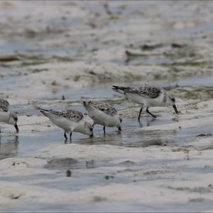 Little Stint