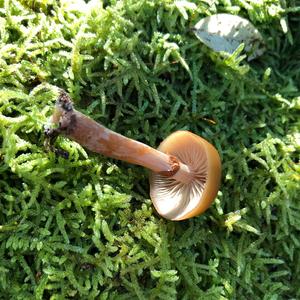 Deadly Galerina